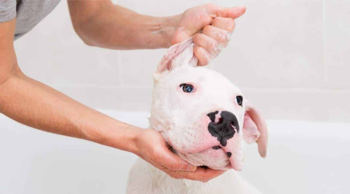 Bubble Bath a lovely dog Dogo Argentino