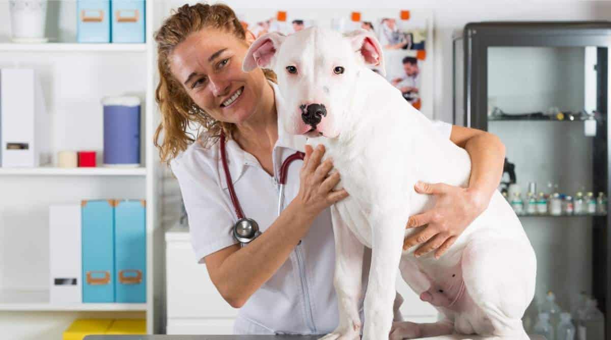 Veterinary by listening to a Dogo Argentino dog in his clinic