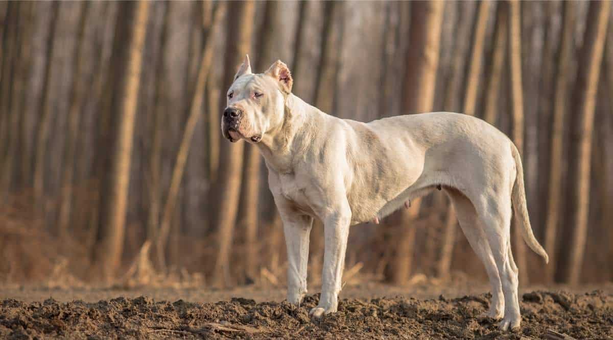 Female Dogo Argentino in woods