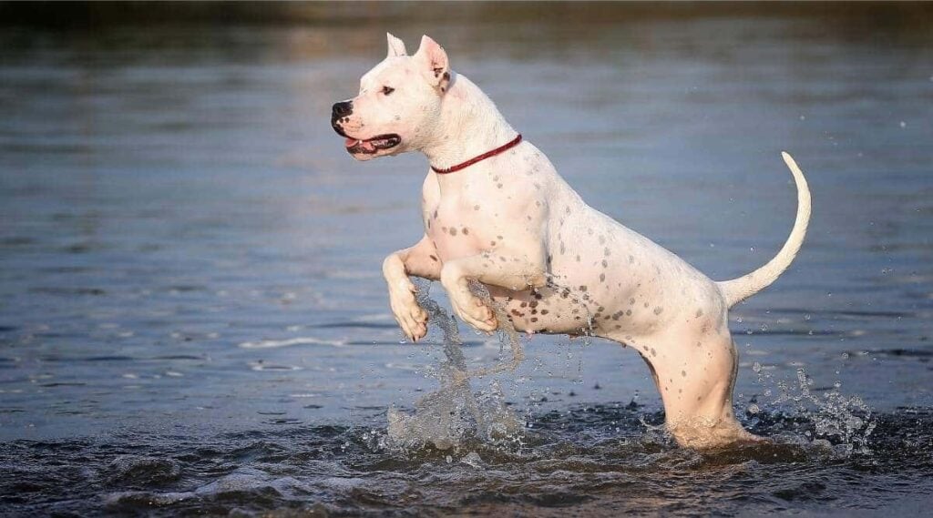 Dogo Argentino splashing in water.