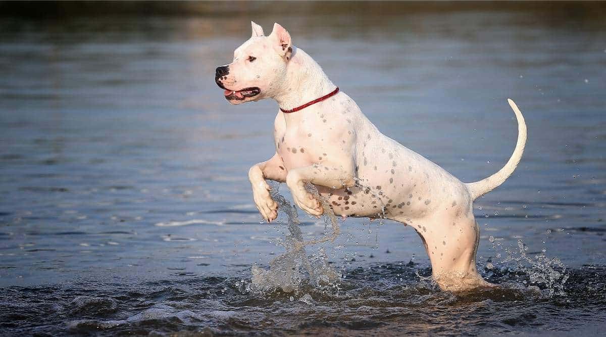 Dogo Argentino Breed Information Personality Traits Temperament 