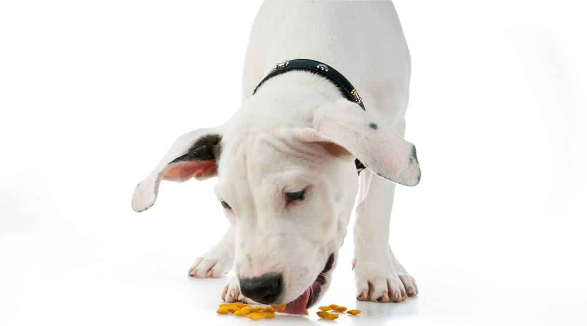  Dogo Argentino eating kibble off the floor