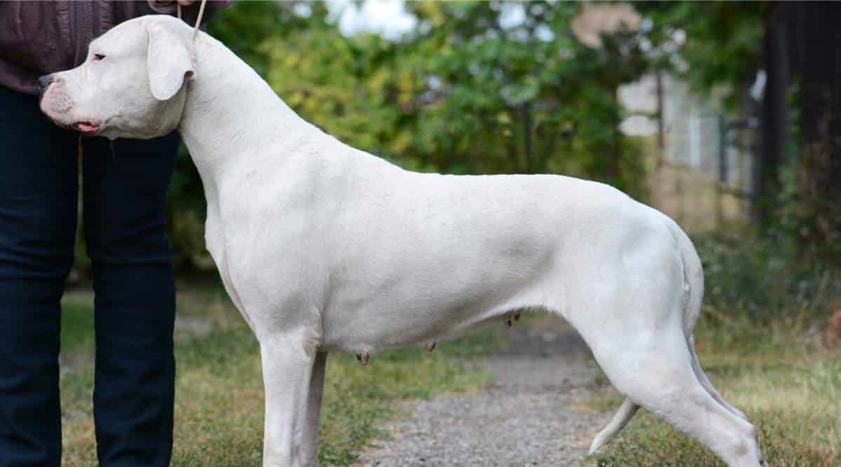 Dogo Argentino standing tall on leash