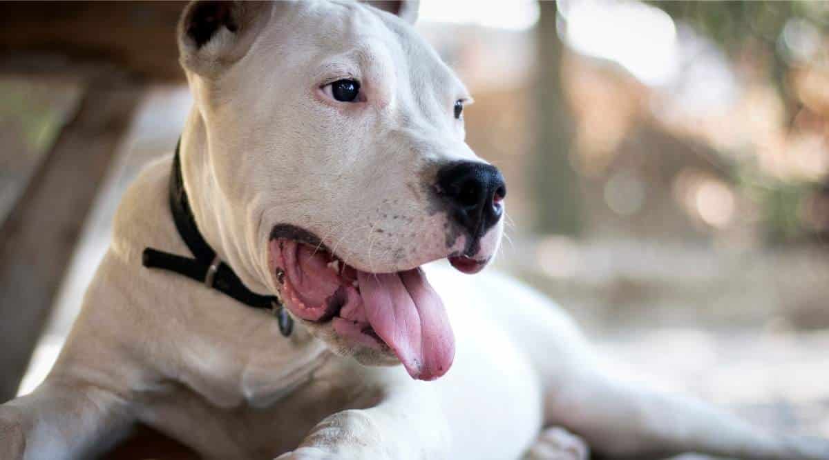 Dogo Argentino laying down with tongue out