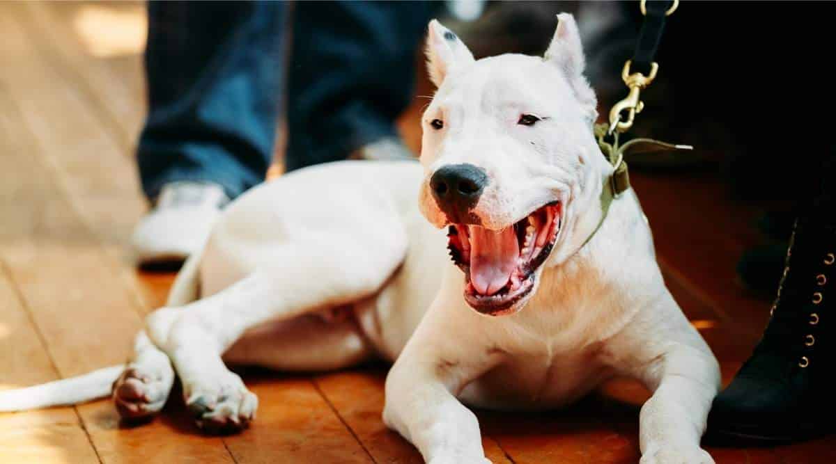 Dogo Argentino sitting on leash