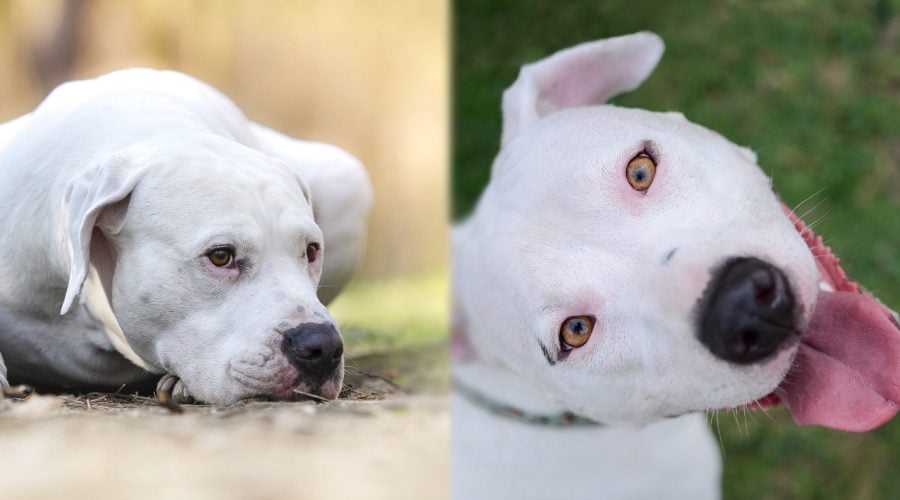 Dogo Argentino vs Pitbull Terrier