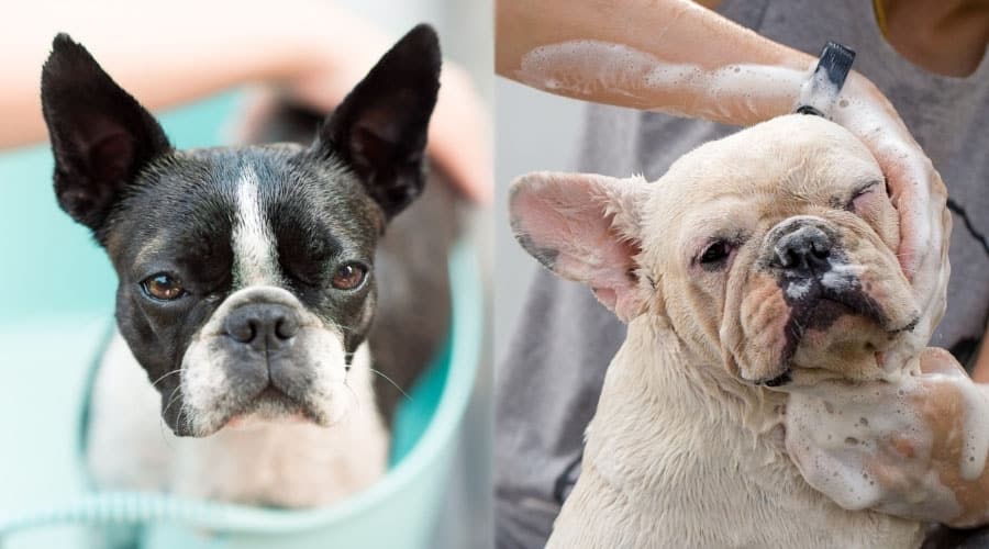 Dogs Being Bathed