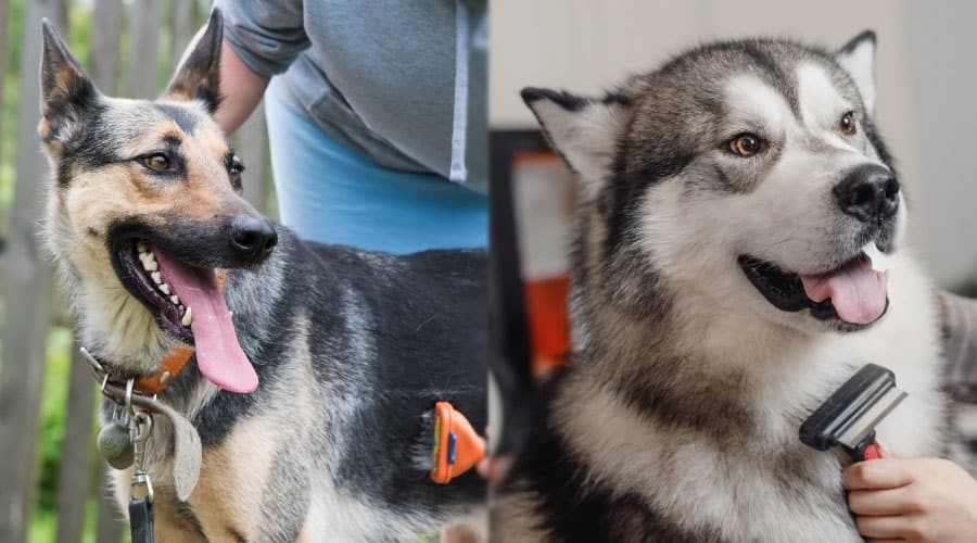 Dogs Being Brushed