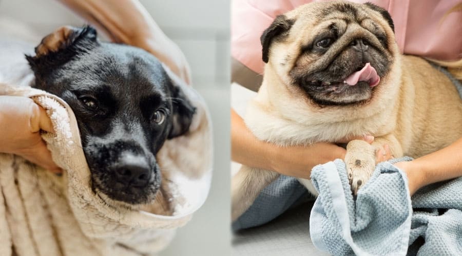 Dogs Being Dried Off After Baths