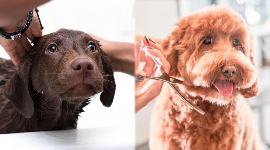 Dogs Being Groomed