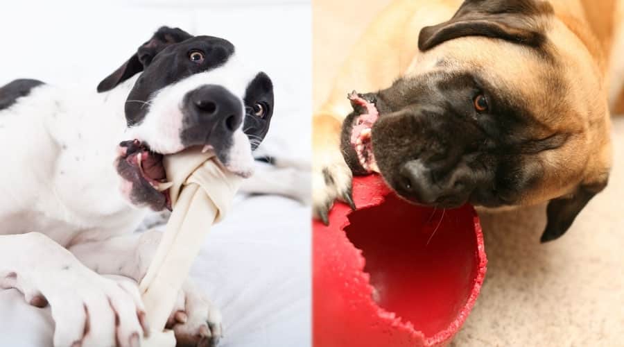 Dogs Chewing on Items