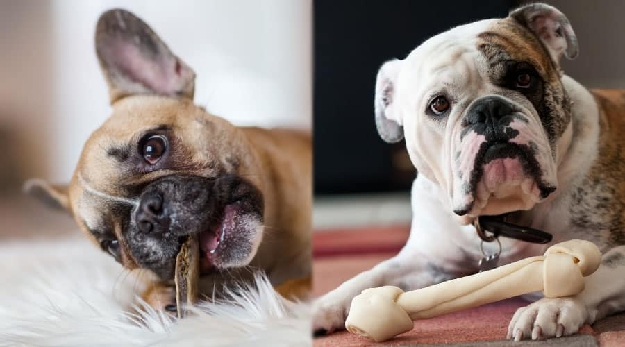 Dogs Chewing on Treats