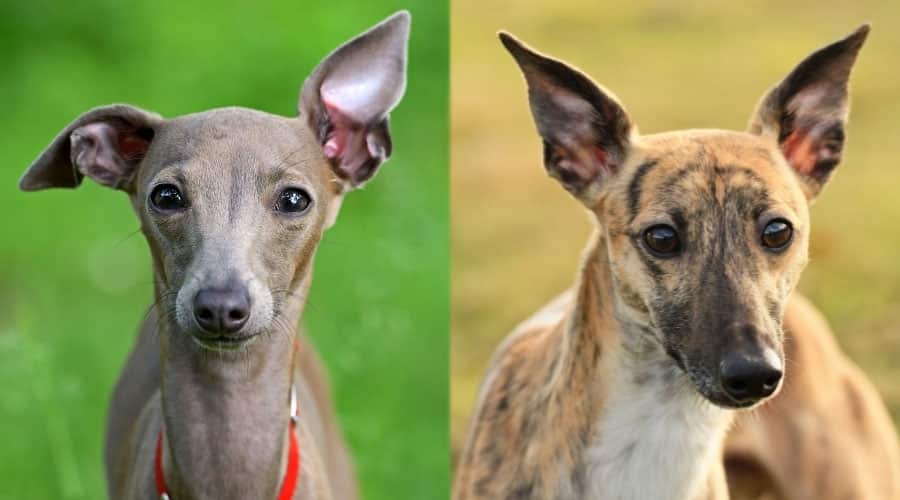 Dogs Close Up with Erect Ears