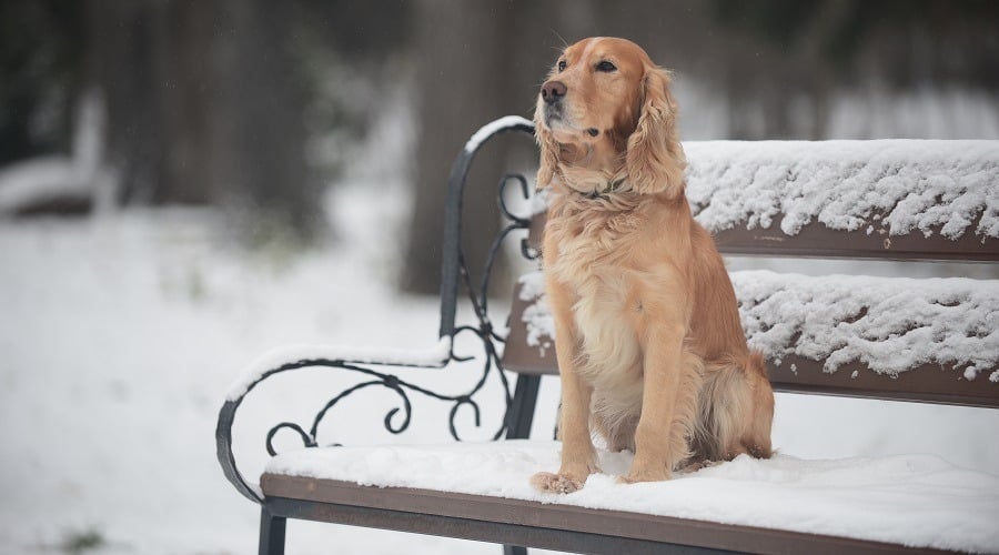 Dogs Cold Weather Winter Tips