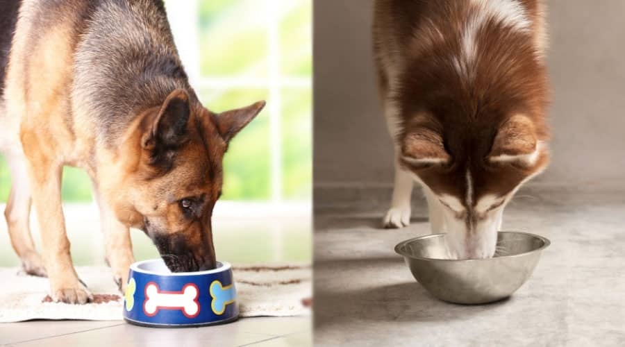 Dogs Eating From Bowls