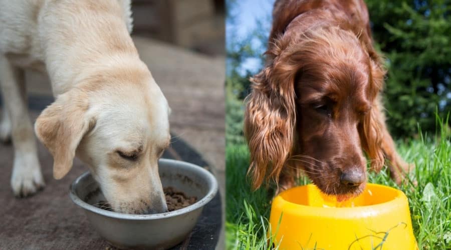 Dogs Eating From Dog Bowls
