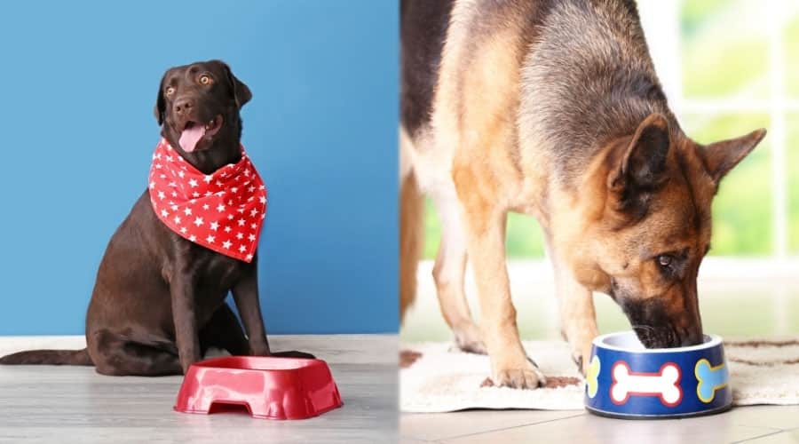 Dogs Eating From Dog Bowls