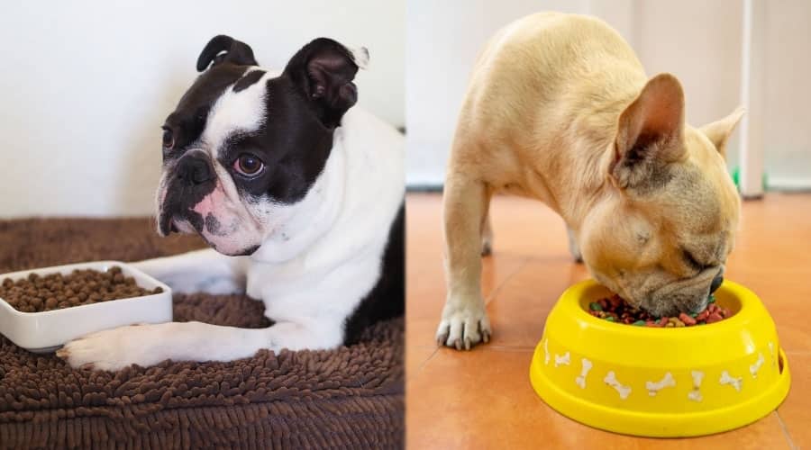 Dogs Eating From Dog Bowls