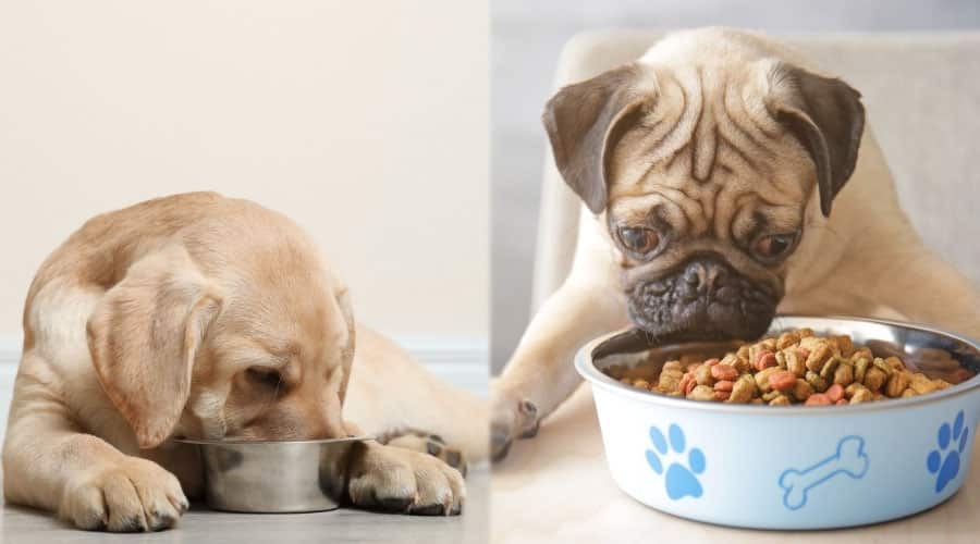 Dogs Eating From Dog Bowls