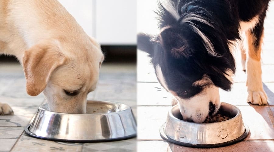 Dogs Eating From Dog Bowls