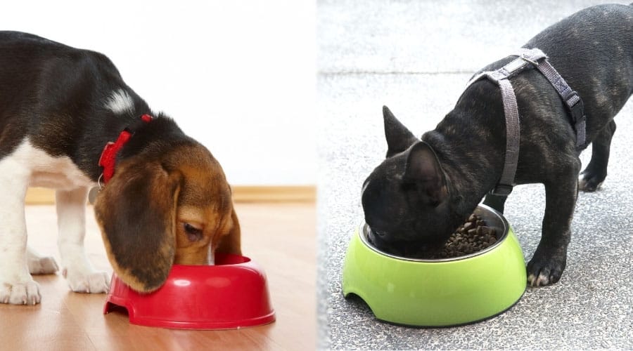 Dogs Eating From a Red and a Green Bowl