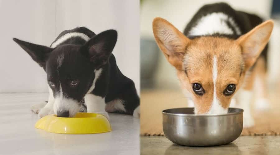 Dogs Eating From dog Bowls