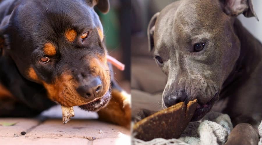 Dogs Eating Snacks