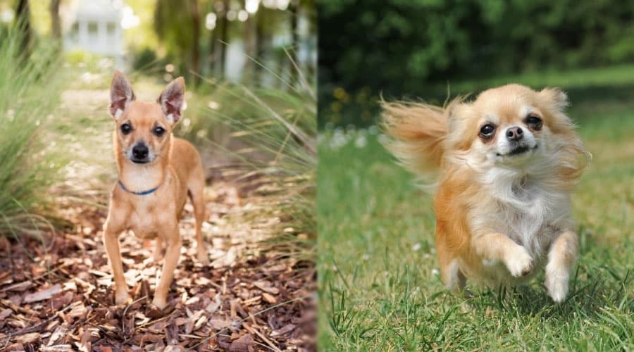 Dogs Exercising Outside