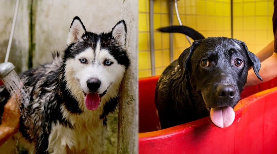 Dogs Getting Bathed