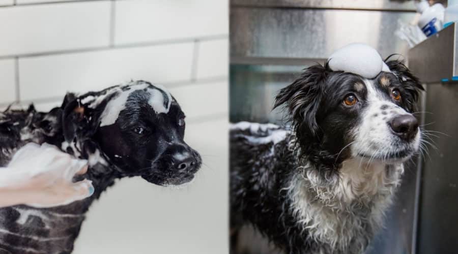 Mature Dogs With Graying Faces