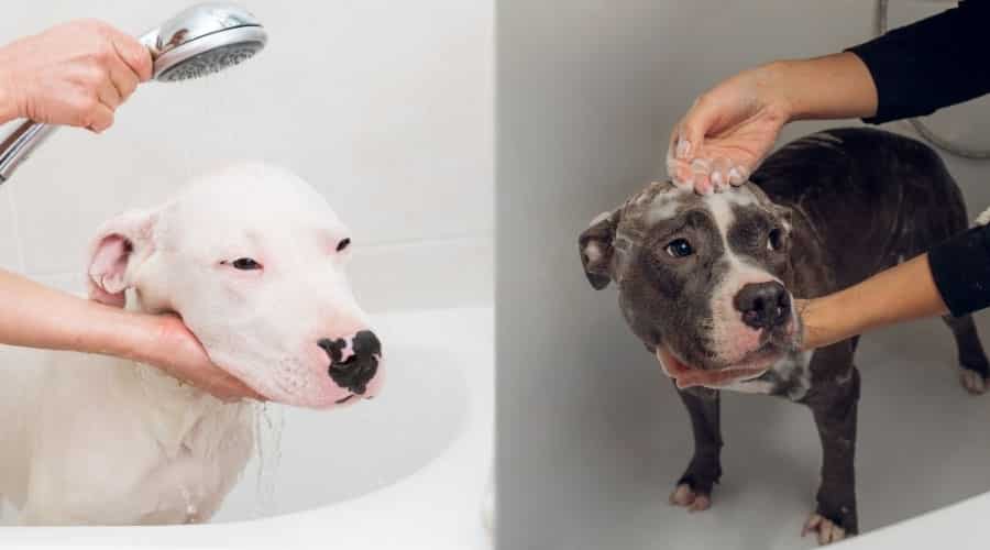 Dogs Getting Baths
