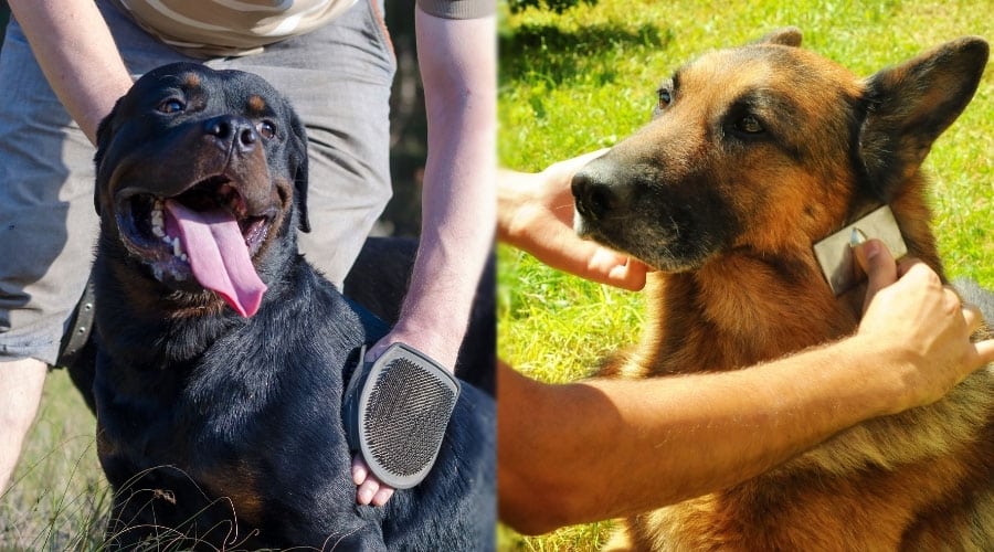 Dogs Getting Brushed by Humans