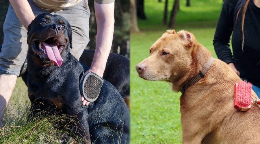 Dogs Getting Brushed by Humans