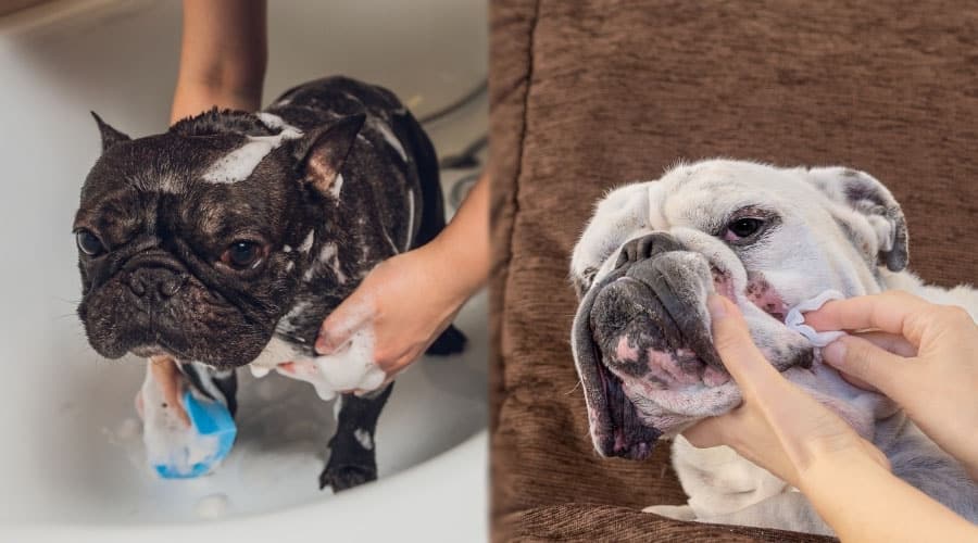 Dogs Getting Groomed
