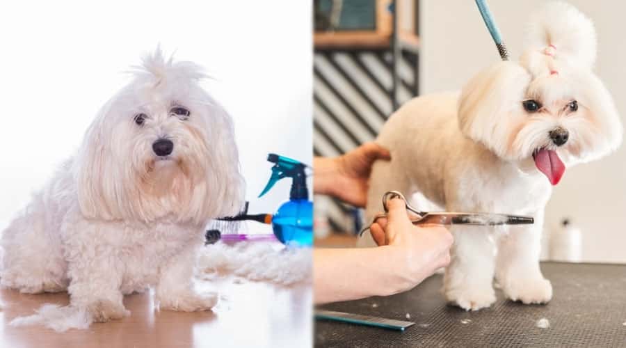 Dogs Getting Groomed