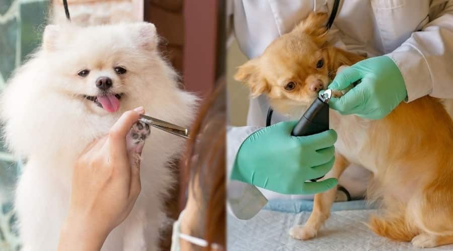 Happy Small Dogs Smiling getting nails trimmed.