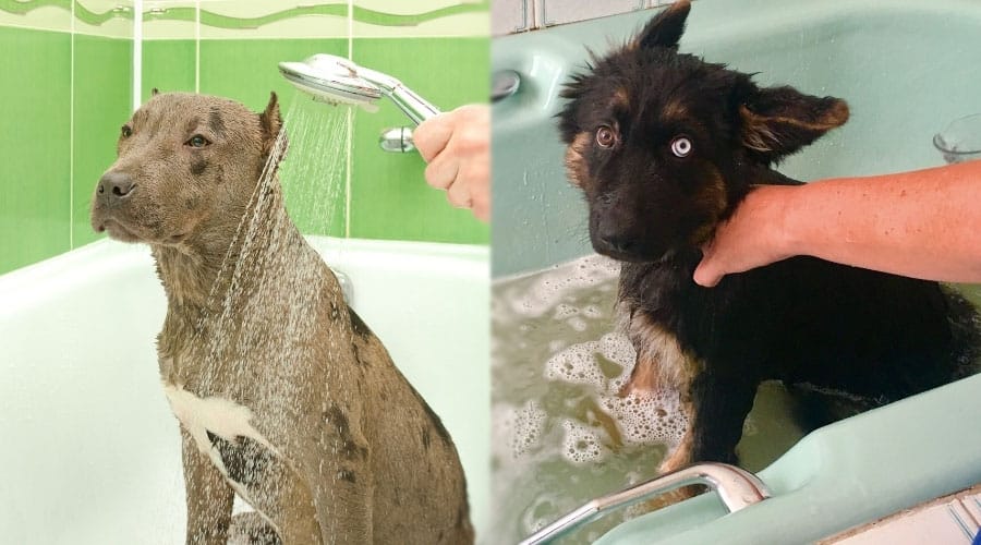 Dogs Getting a Bath