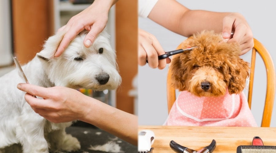 Dogs Getting a Haircut by Groomer