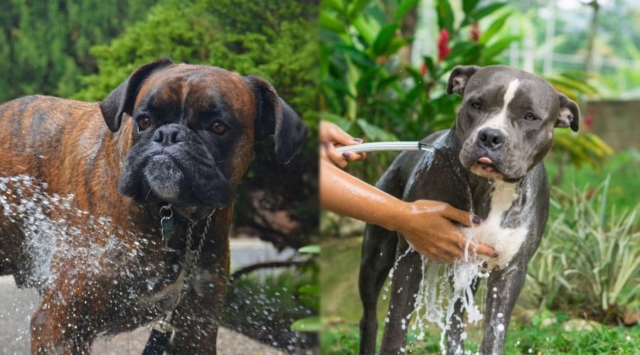Dogs Getting an Outdoor Bath