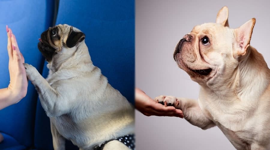 Dogs Giving High Five and Handshake to Humans