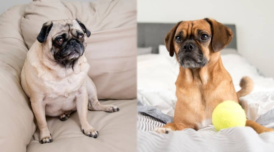 Dogs Hanging Out at Home
