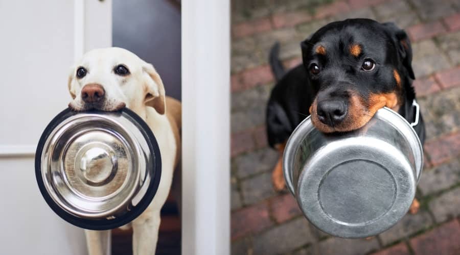 Dogs Holding Doggy Bowls