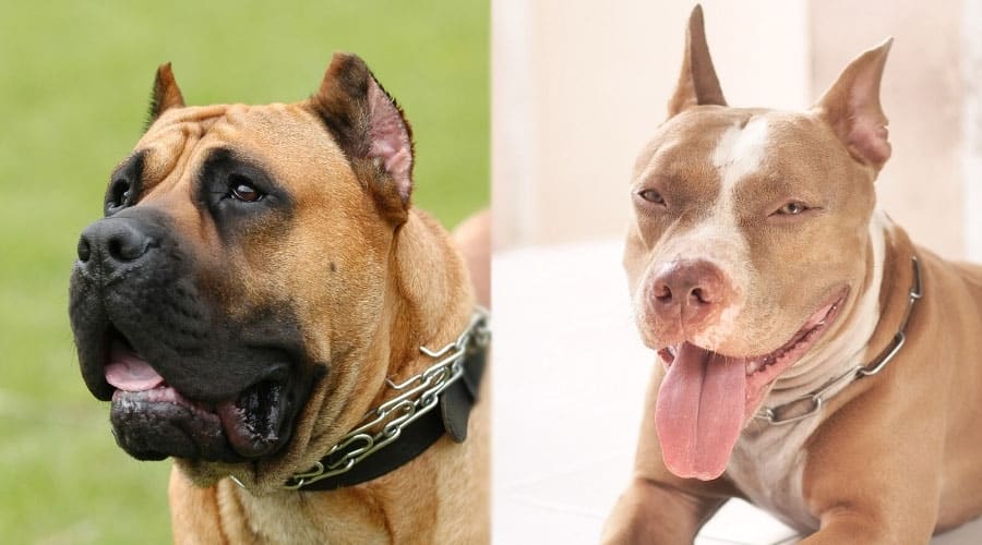 Dogs Laying Down With Mouths Slightly Open
