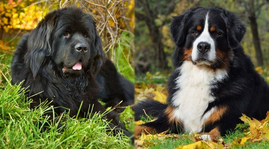 Dogs Laying in Grass