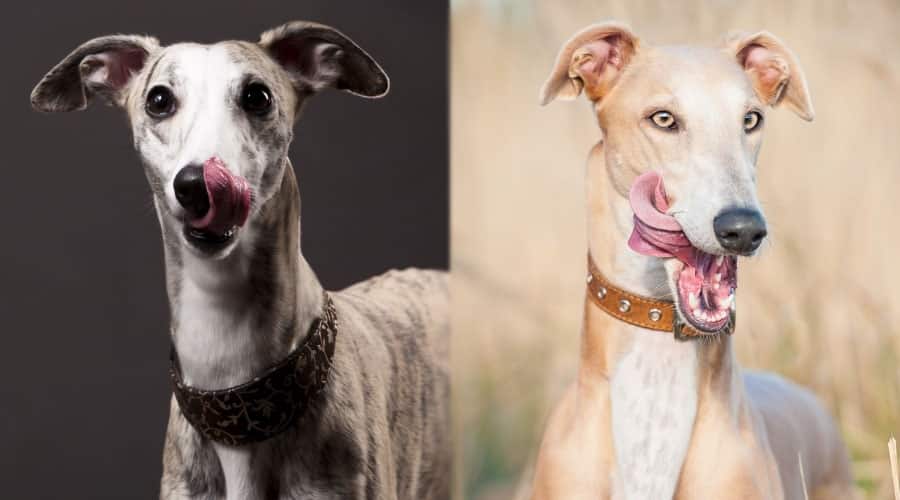Dogs Licking Their Lips