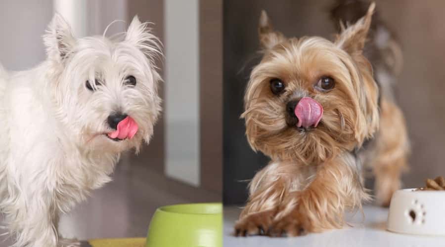 Dogs Licking Their Lips Next to Dog Bowls