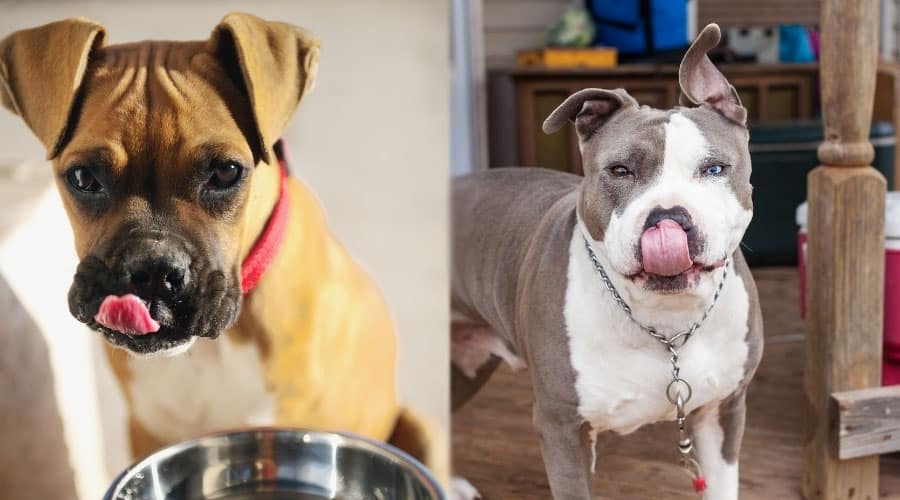Dogs Licking Their Lips