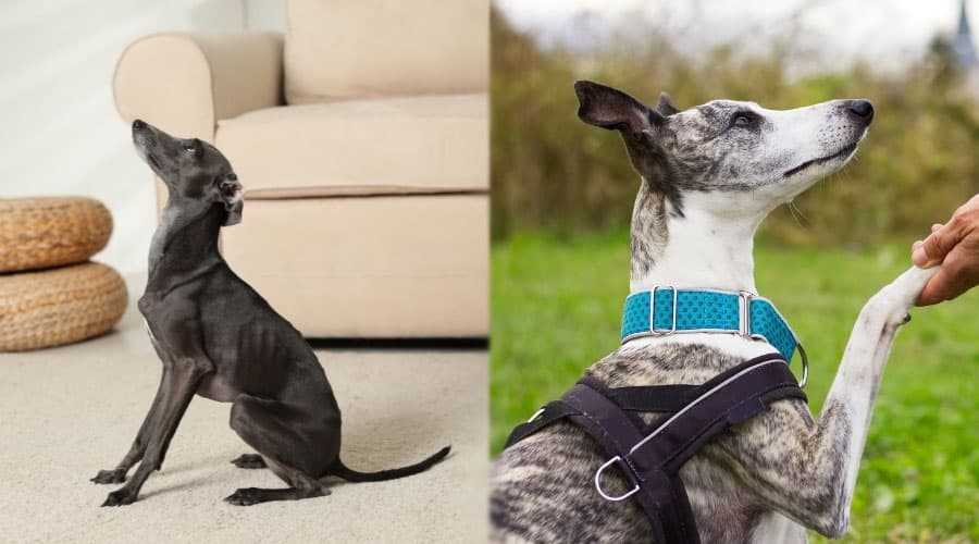 Dogs Listening to Humans