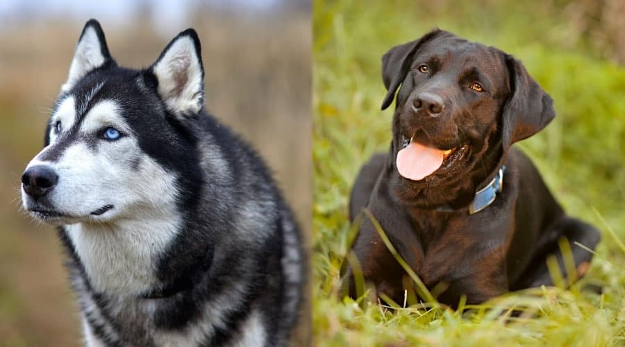 Dogs Looking Slightly Right