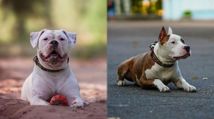Dogs Looking Up